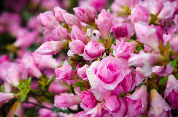 Rosas. — Foto de Stock