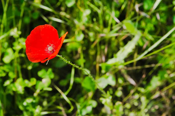 Flor vermelha — Fotografia de Stock