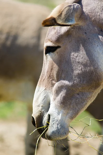 Burro. — Foto de Stock