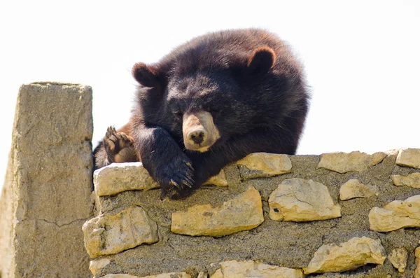 Urso grande — Fotografia de Stock