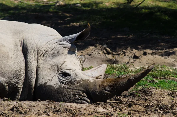 Breitmaulnashorn — Stockfoto