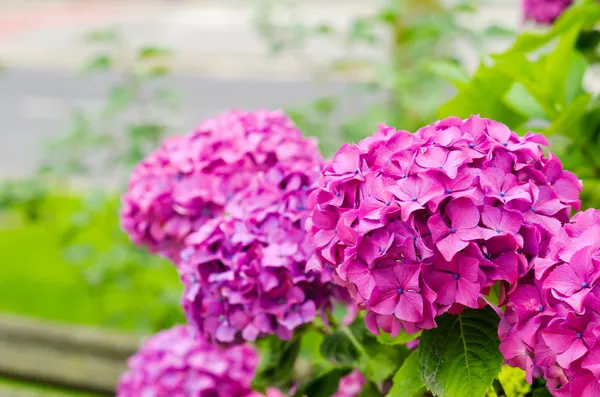 Hydrangeas — Stock Photo, Image