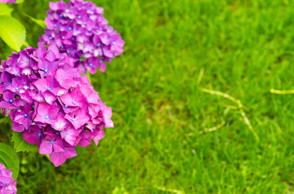 Hortensias — Foto de Stock