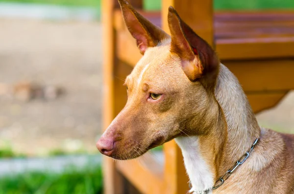 Portuguese hound breed — Stock Photo, Image