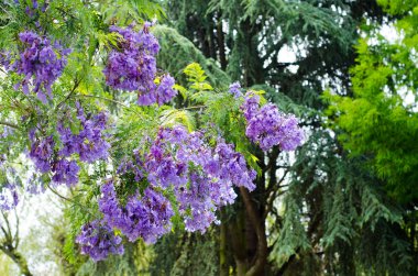 Jacaranda