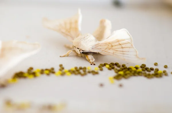 bombyx mori