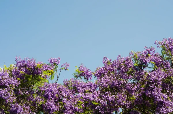 Jacaranda — стокове фото