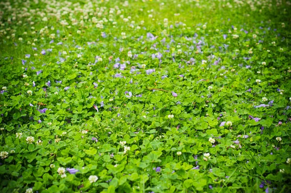 Jacaranda-Blütenblätter — Stockfoto