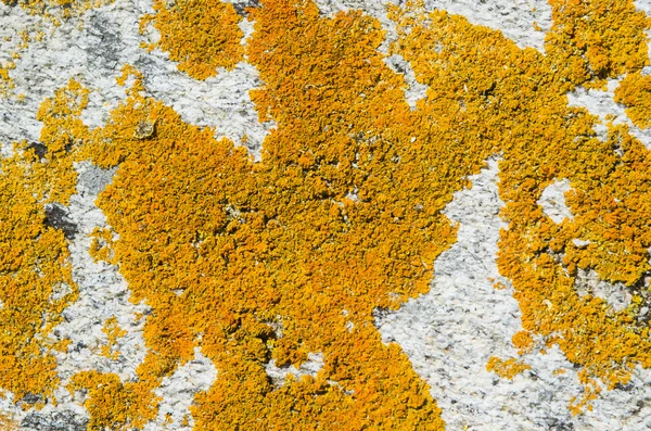 Lichens — Stock Photo, Image