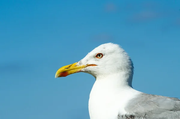 Seagull hoofd — Stockfoto