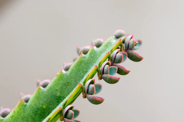 Calanchoe — Stock Photo, Image