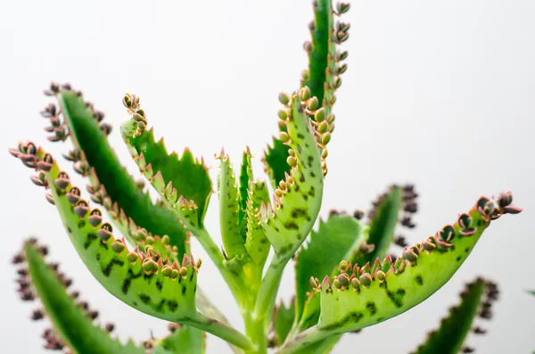 Calanchoe — Stock Photo, Image