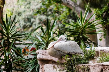 Pelecanus ya da pelikan, Pelecanidae familyasına ait bir pelecaniform su kuşu cinsidir..