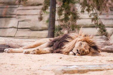 Erkek aslan çok sıcak bir günde bir hayvanat bahçesinde dinlenir..