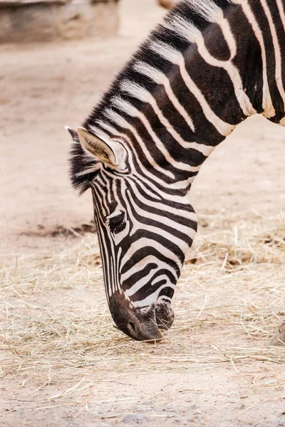 Detail Van Een Zebra Van Het Geslacht Equus Typisch Voor — Stockfoto