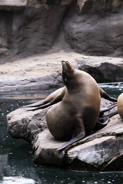 Otariinae in a zoo, a subfamily of marine mammals known as sea lions.