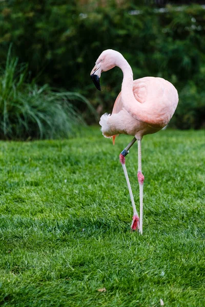 Hayvanat Bahçesindeki Flamingolar Phoenicopteridae Familyasındaki Neognate Cinsi Kuşlar — Stok fotoğraf