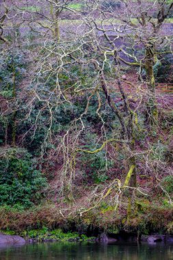 Kışın, Pontevedra (İspanya) şehri boyunca uzanan Lerez nehrinin kıyısında yaprak döken ağaçlar.)