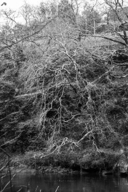 Kışın, Pontevedra (İspanya) şehri boyunca uzanan Lerez nehrinin kıyısında yaprak döken ağaçlar.)