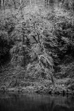 Kışın, Pontevedra (İspanya) şehri boyunca uzanan Lerez nehrinin kıyısında yaprak döken ağaçlar.)