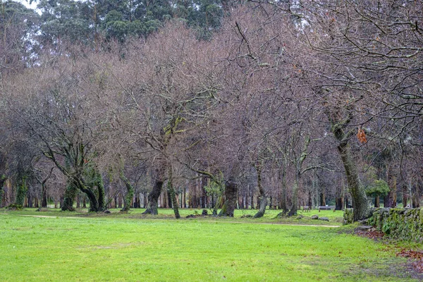 Pequena Floresta Com Árvores Caducas Dos Parques Públicos Cidade Pontevedra — Fotografia de Stock