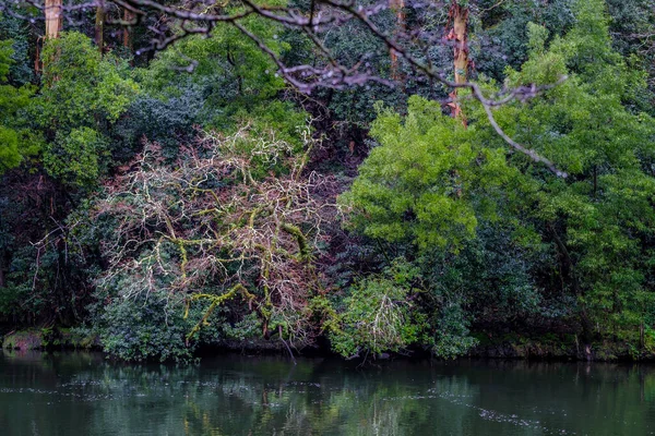 Árvores Caducas Inverno Uma Das Margens Rio Lerez Que Atravessa — Fotografia de Stock