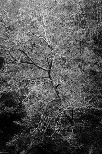Bladverliezende Bomen Winter Aan Een Van Oevers Van Rivier Lerez — Stockfoto