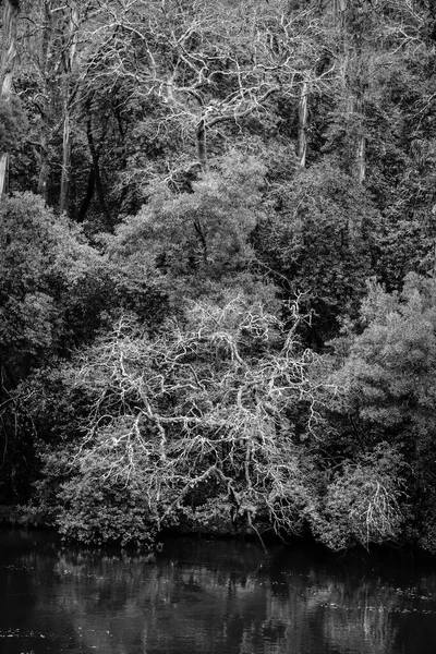 Árboles Caducos Invierno Una Las Orillas Del Río Lérez Que — Foto de Stock