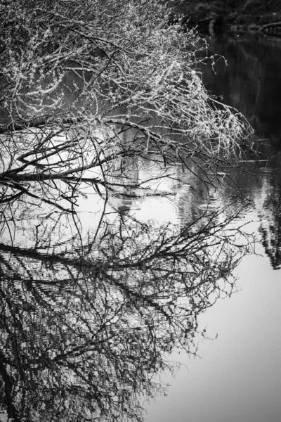 Foto Bianco Nero Dei Rami Albero Che Specchia Nel Fiume — Foto Stock