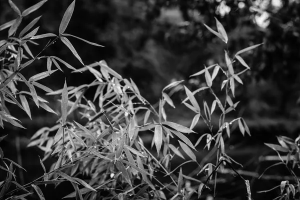 Foto Blanco Negro Una Plantación Bambú Salvaje Orillas Del Río — Foto de Stock