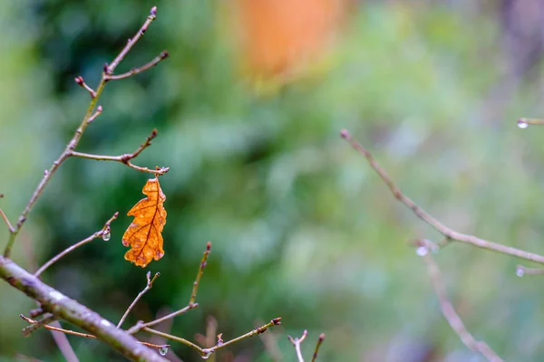 갈리시아 스페인 가을부터 외로운 떡갈나무 — 스톡 사진