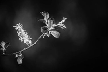İlki, Pontevedra (İspanya) kasabasındaki bir parkta ağaçların baharından önce çekilir.)