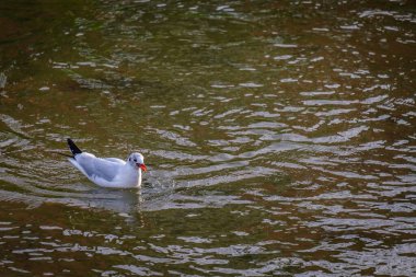 Bir martı, Pontevedra (İspanya) kentindeki Lerez nehrinin akarsularından birinde yüzer.)