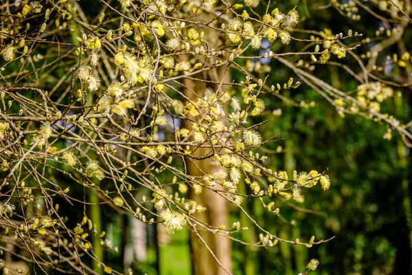 Primeros Brotes Antes Primavera Árboles Parque Ciudad Pontevedra España —  Fotos de Stock