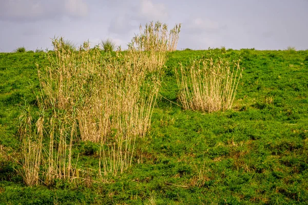 Verstreute Zuckerrohrplantagen Auf Gras Einer Ländlichen Gegend Von Galicien Spanien — Stockfoto