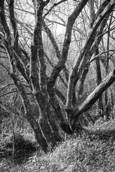 Detail Van Stammen Van Loofbomen Een Landelijk Gebied Van Galicië — Stockfoto