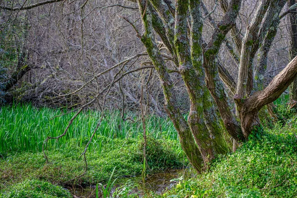 Détail Des Troncs Arbres Feuilles Caduques Dans Une Zone Rurale — Photo