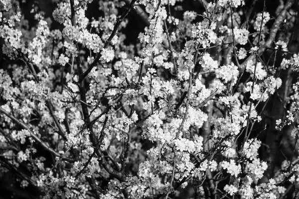 Erste Blüten Vor Dem Frühling Der Bäume Einem Der Parks — Stockfoto