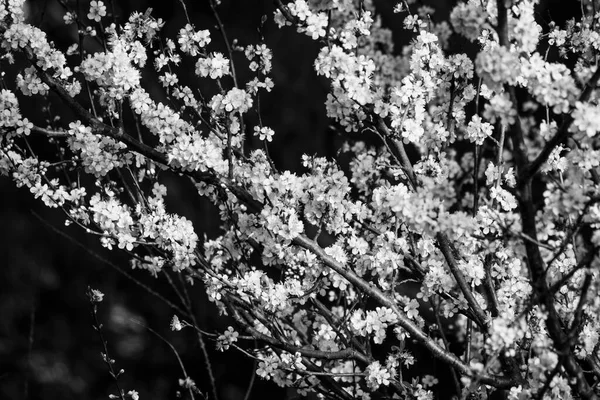 Primeras Flores Antes Primavera Árboles Uno Los Parques Ciudad Pontevedra — Foto de Stock