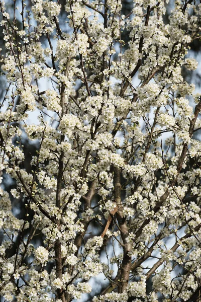 Primeras Flores Antes Primavera Árboles Uno Los Parques Ciudad Pontevedra —  Fotos de Stock