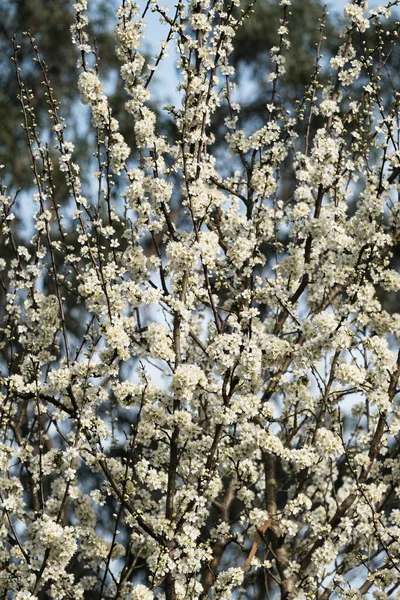 Első Virágzás Tavasz Előtt Fák Egyik Parkjában Város Pontevedra Spanyolország — Stock Fotó