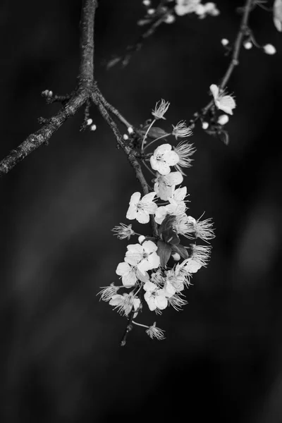 Primeras Flores Antes Primavera Árboles Uno Los Parques Ciudad Pontevedra — Foto de Stock