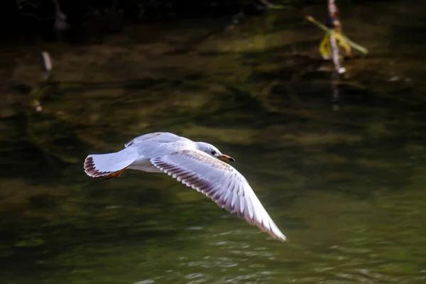 Pescăruș Zboară Peste Apele Unuia Dintre Afluenții Râului Lerez Din — Fotografie, imagine de stoc