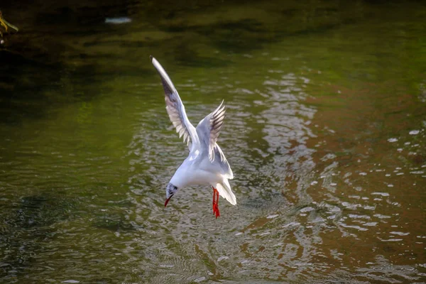 Una Gaviota Desploma Sobre Las Aguas Uno Los Afluentes Del — Foto de Stock