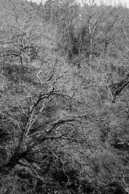 Kışın, Pontevedra (İspanya) şehri boyunca uzanan Lerez nehrinin kıyısında yaprak döken ağaçlar.)