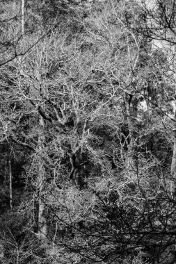 Kışın, Pontevedra (İspanya) şehri boyunca uzanan Lerez nehrinin kıyısında yaprak döken ağaçlar.)