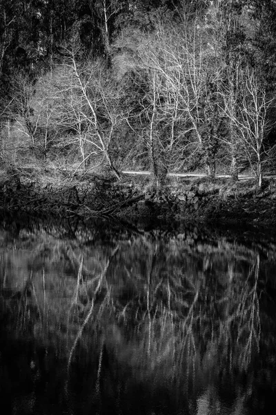 Φυλλοβόλα Δέντρα Χειμώνα Μία Από Τις Όχθες Του Ποταμού Lerez — Φωτογραφία Αρχείου