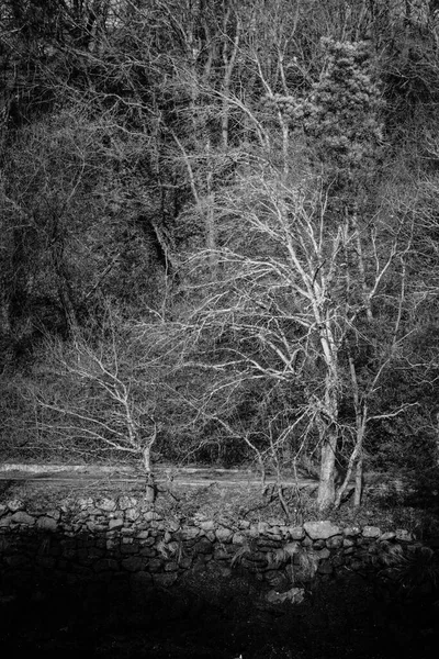 Laubbäume Winter Einem Der Ufer Des Flusses Lerez Der Durch — Stockfoto