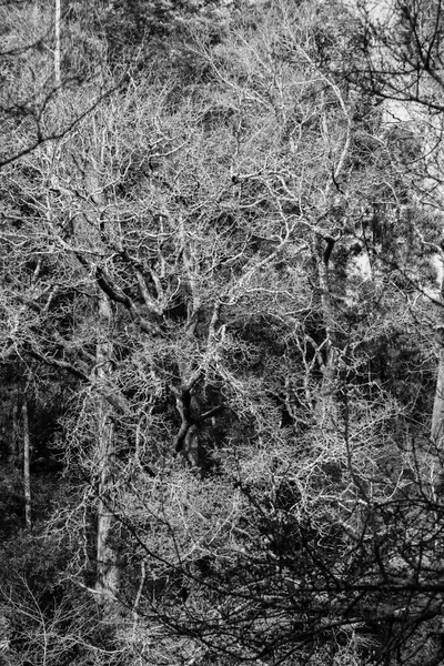 Árboles Caducos Invierno Una Las Orillas Del Río Lérez Que — Foto de Stock