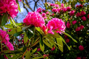 Rododendron ya da açelya çiçeği, Ericaceae ailesine ait ve bilinen 1000 'den fazla türü barındıran anjiosperm bitkisi cinsi..